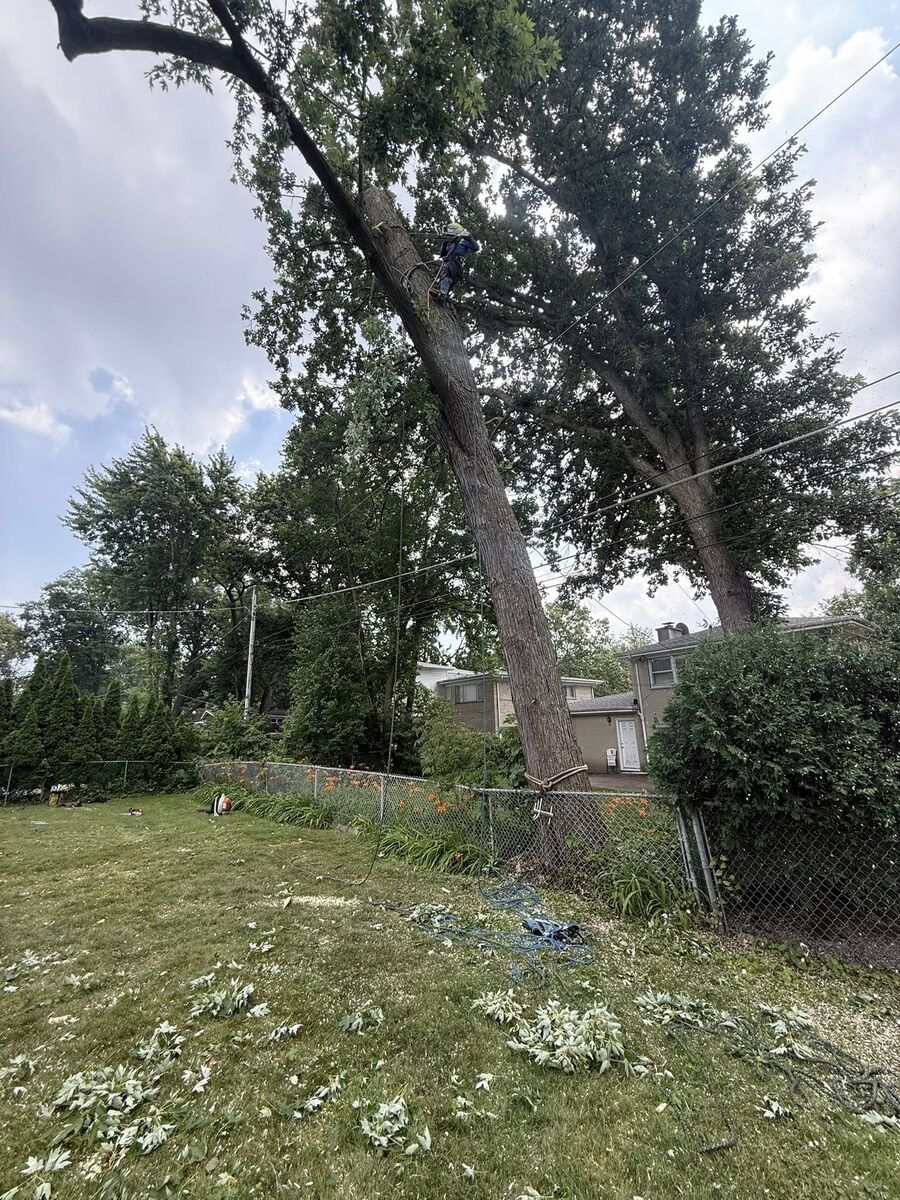 Arborist climbing a large tree for removal near power lines